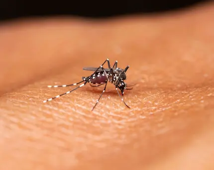 ¿Qué es el paludismo?