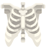 Imagen de los huesos del tórax en color blanco.