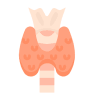 Imagen de la glándula tiroides en color anaranjado con forma de mariposa unida al esófago.