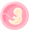 Imagen de un embrión color carne dentro de la placenta rosa con su color umbilical.