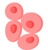 Imagen de los glóbulos rojos en fondo blanco. 