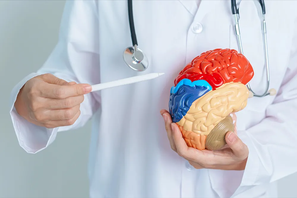 Médico señala el modelo 3D del cerebro durante escaneo cognitivo para niños en la Clínica de Biofeedback de Hospital Angeles Lomas.

